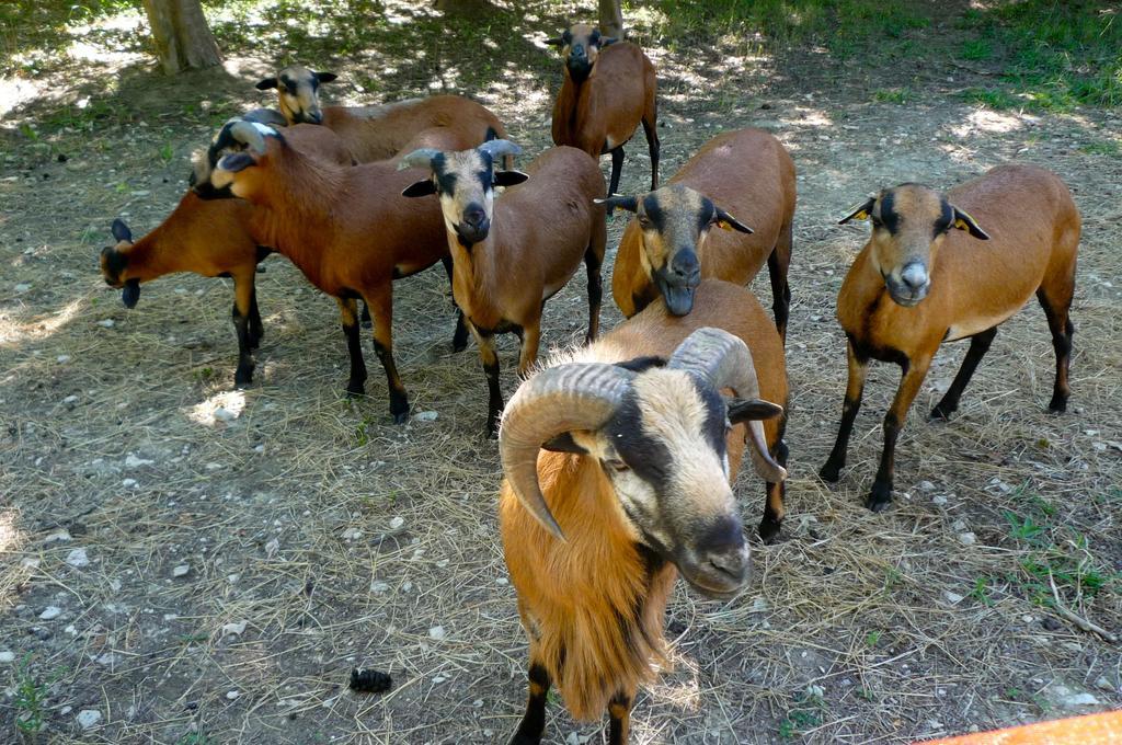 Le Mas De La Chouette Saint-Rémy-de-Provence Buitenkant foto